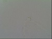 Diphascon alpinum image