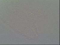Diphascon alpinum image
