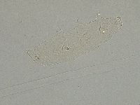 Diphascon alpinum image