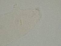 Diphascon alpinum image