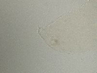Diphascon alpinum image