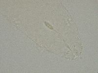 Diphascon alpinum image