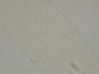Diphascon alpinum image