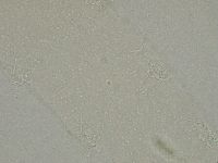 Diphascon alpinum image