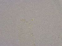 Diphascon alpinum image