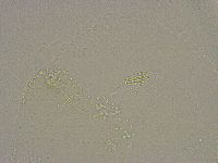 Diphascon alpinum image