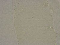 Diphascon alpinum image