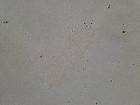 Diphascon alpinum image