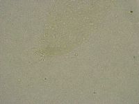 Diphascon alpinum image