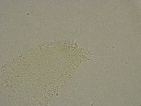 Diphascon alpinum image