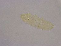 Diphascon alpinum image