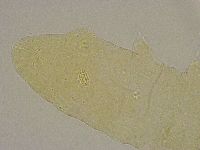 Diphascon alpinum image