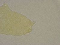 Diphascon alpinum image