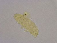 Diphascon alpinum image