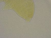 Diphascon alpinum image