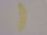 Diphascon alpinum image