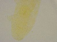 Diphascon alpinum image