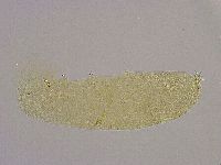 Diphascon alpinum image