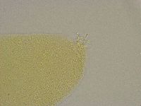 Diphascon alpinum image