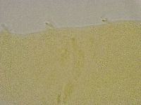 Diphascon alpinum image