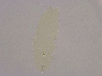 Diphascon alpinum image