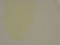 Diphascon alpinum image