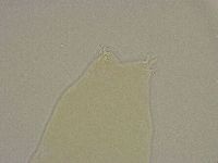Diphascon alpinum image