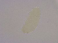 Diphascon alpinum image