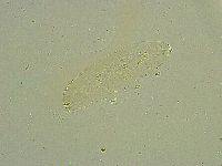 Diphascon alpinum image