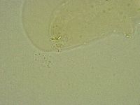 Diphascon alpinum image