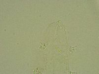 Diphascon alpinum image