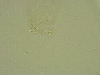 Diphascon alpinum image