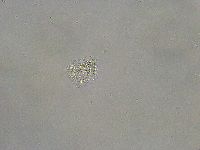 Diphascon alpinum image
