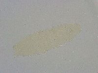 Diphascon alpinum image