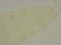 Diphascon alpinum image