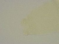 Diphascon alpinum image