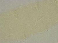 Diphascon alpinum image