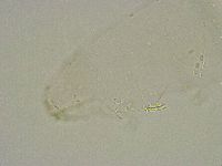 Diphascon alpinum image