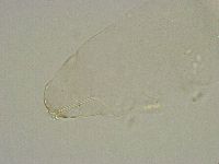 Diphascon alpinum image