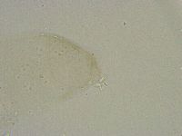 Diphascon alpinum image