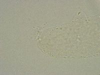 Diphascon alpinum image