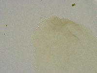 Diphascon alpinum image