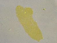 Diphascon alpinum image