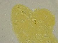 Diphascon alpinum image