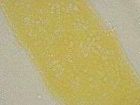 Diphascon alpinum image
