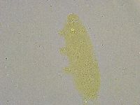 Diphascon alpinum image