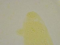 Diphascon alpinum image