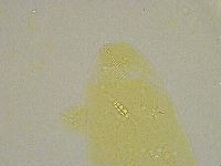 Diphascon alpinum image