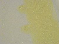 Diphascon alpinum image