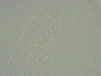 Diphascon alpinum image